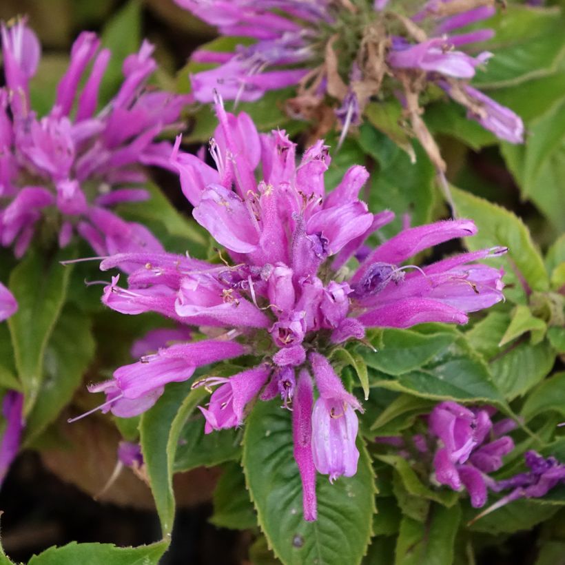 Monarda Petite Delight - Beebalm (Flowering)