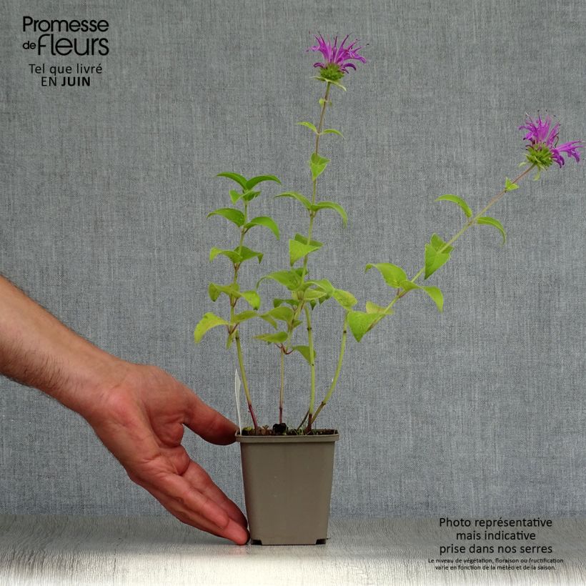 Monarda Prärienacht - Beebalm 8/9 cm pot sample as delivered in summer