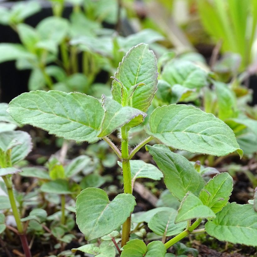 Monarda Prärienacht - Beebalm (Foliage)