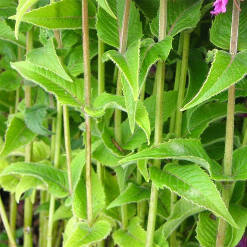 Monarda Purple Lace - Beebalm (Foliage)