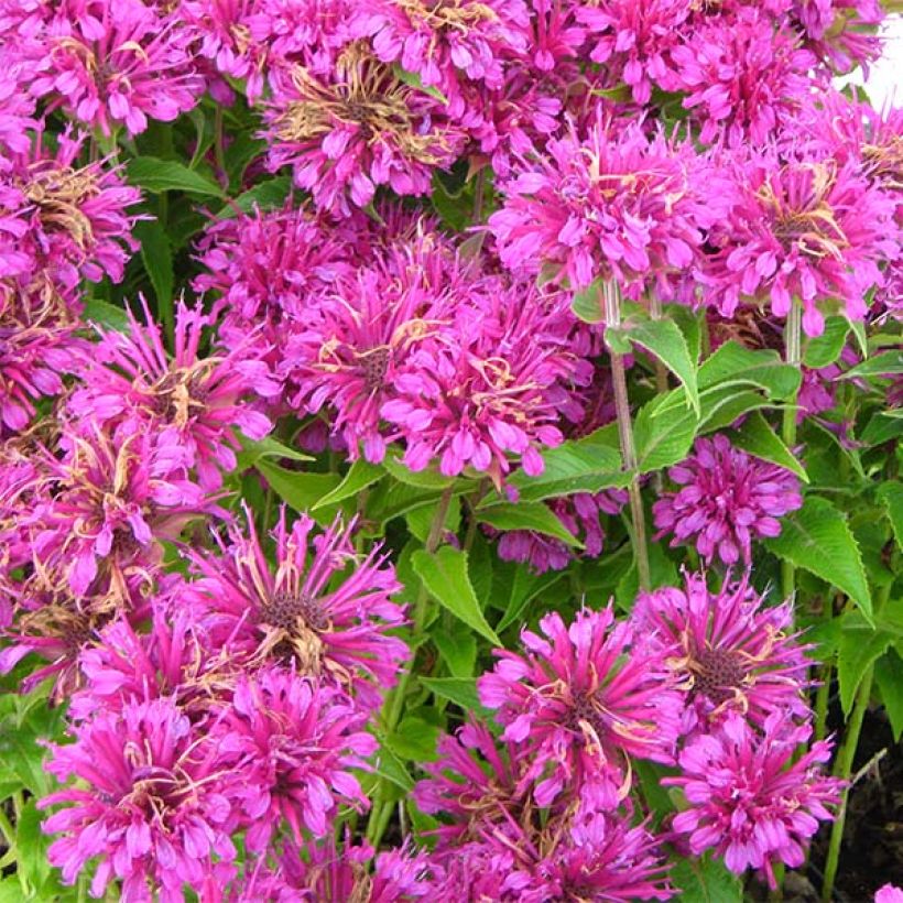 Monarda Purple Lace - Beebalm (Flowering)