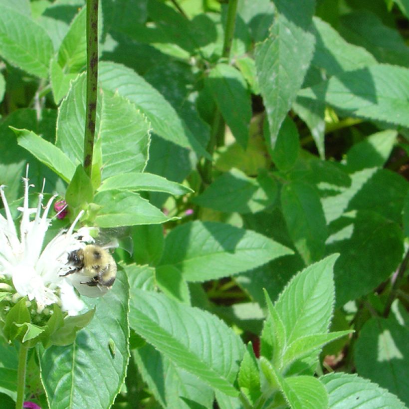 Monarda hybrida Schneewittchen - Beebalm (Foliage)