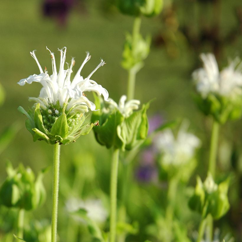 Monarda hybrida Schneewittchen - Beebalm (Flowering)