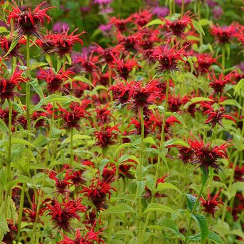 Monarda Squaw - Beebalm (Flowering)