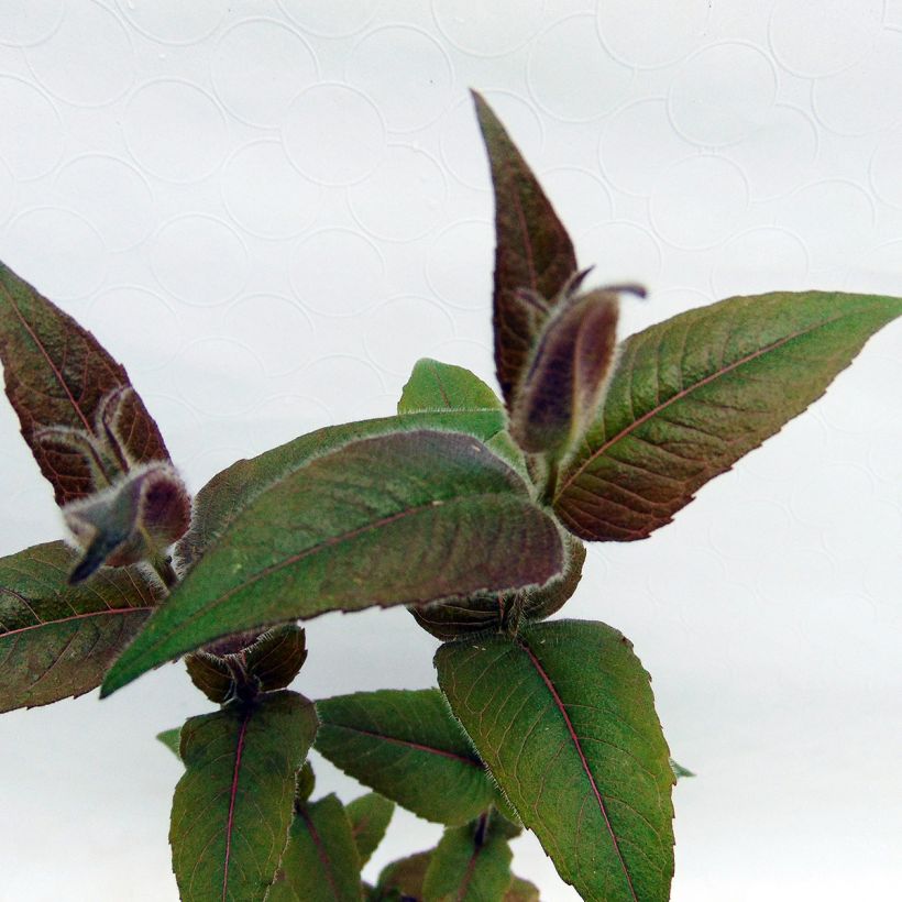 Monarda bradburiana - Beebalm (Foliage)
