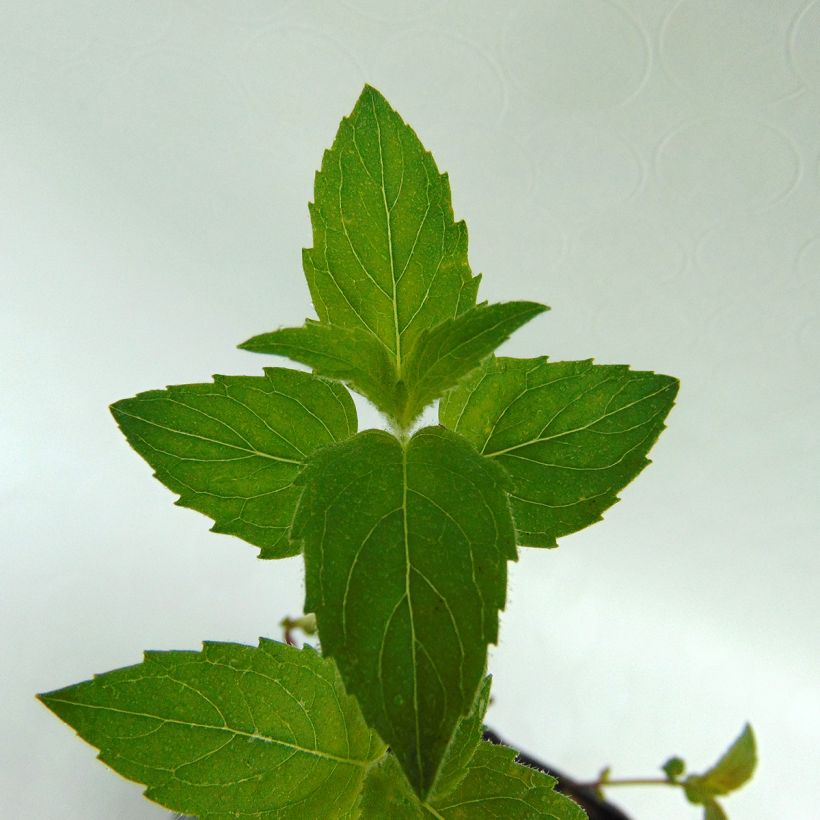 Monarda fistulosa var. menthifolia - Beebalm (Foliage)