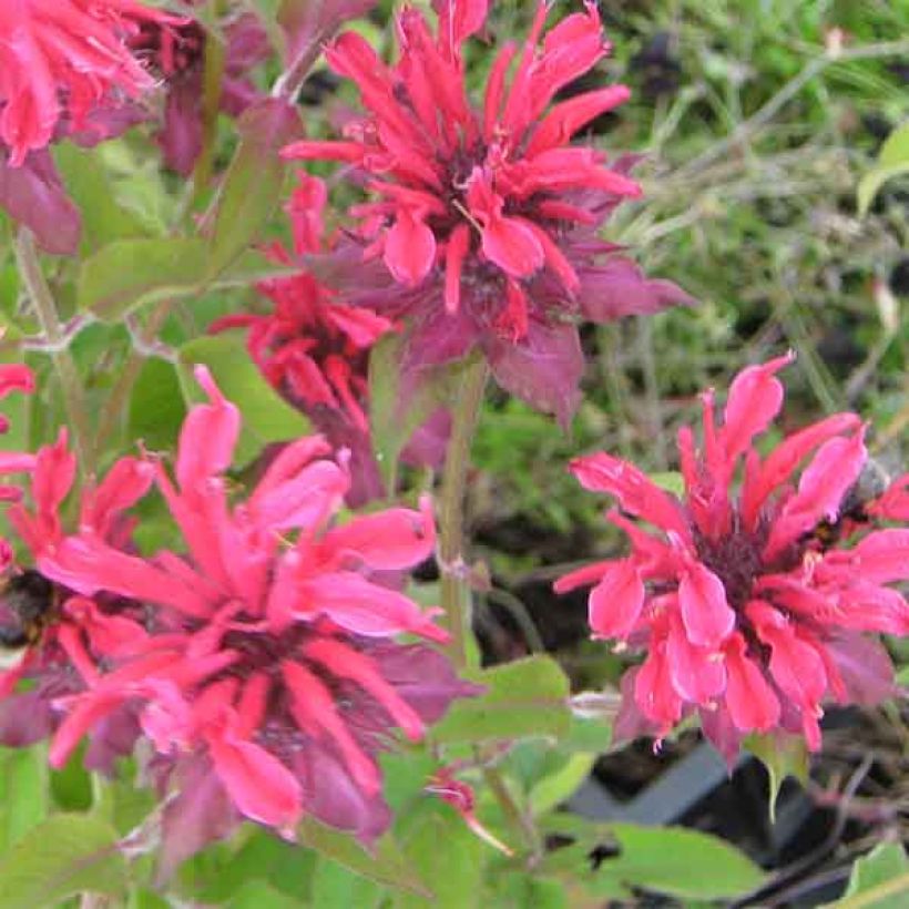 Monarda Gewitterwolke - Beebalm (Flowering)
