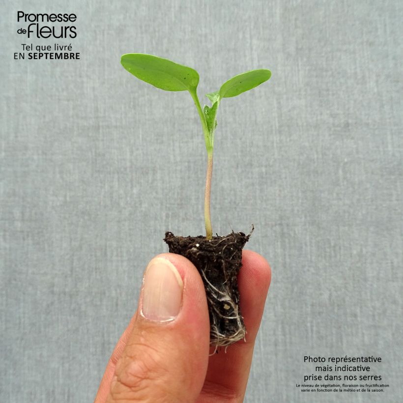 Lunaria annua - Money Plant Plug plant 1.5/2.5 cm sample as delivered in autumn