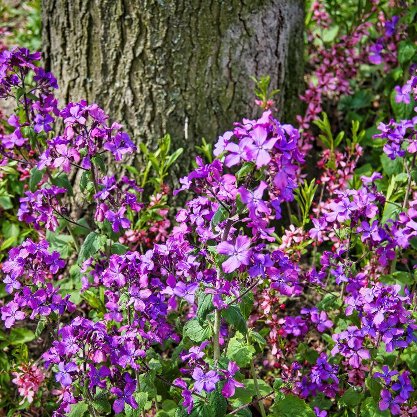 Lunaria annua - Money Plant (Plant habit)