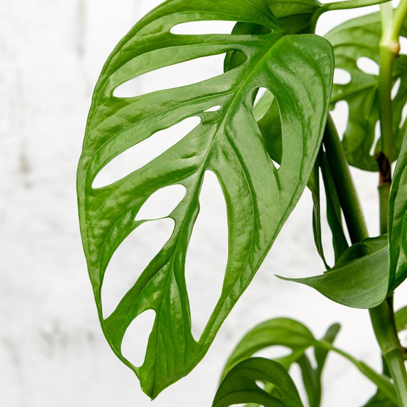 Monstera adansonii - Adanson's monstera (Foliage)