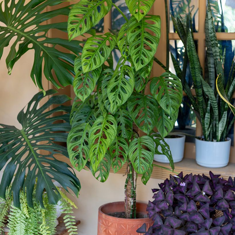Monstera adansonii - Adanson's monstera (Plant habit)