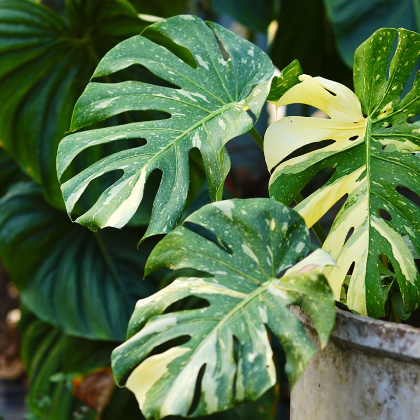 Monstera deliciosa Thai Constellation - Swiss cheese plant (Foliage)