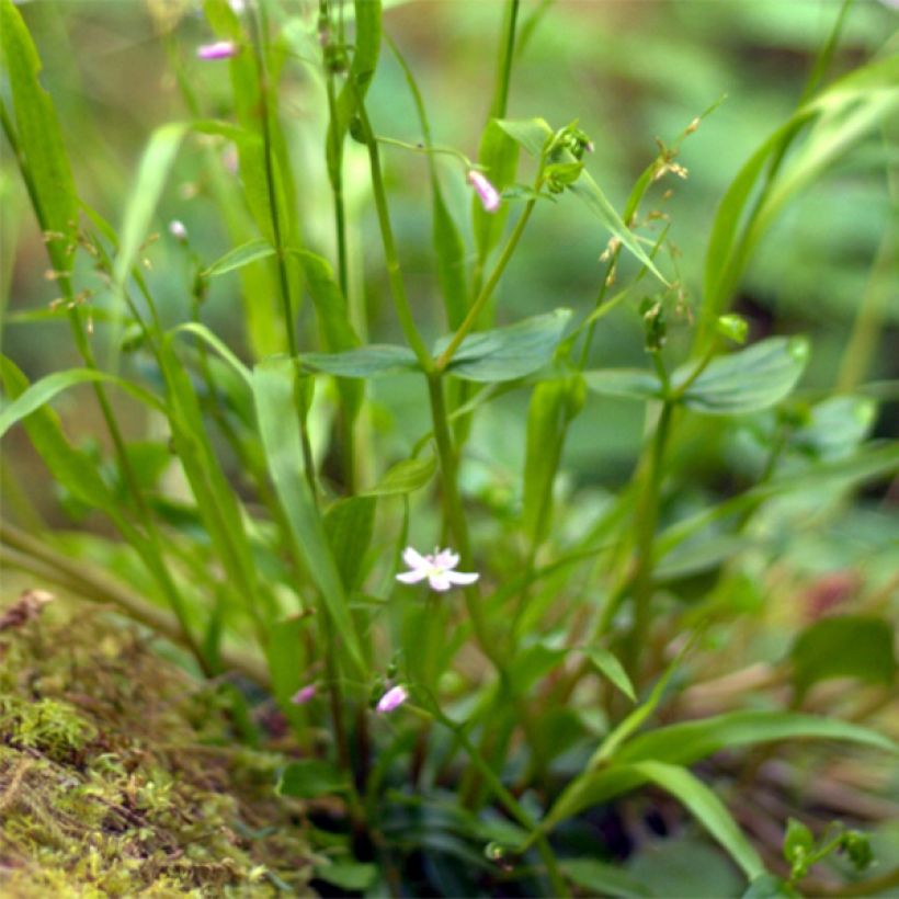 Claytonia sibirica (Foliage)