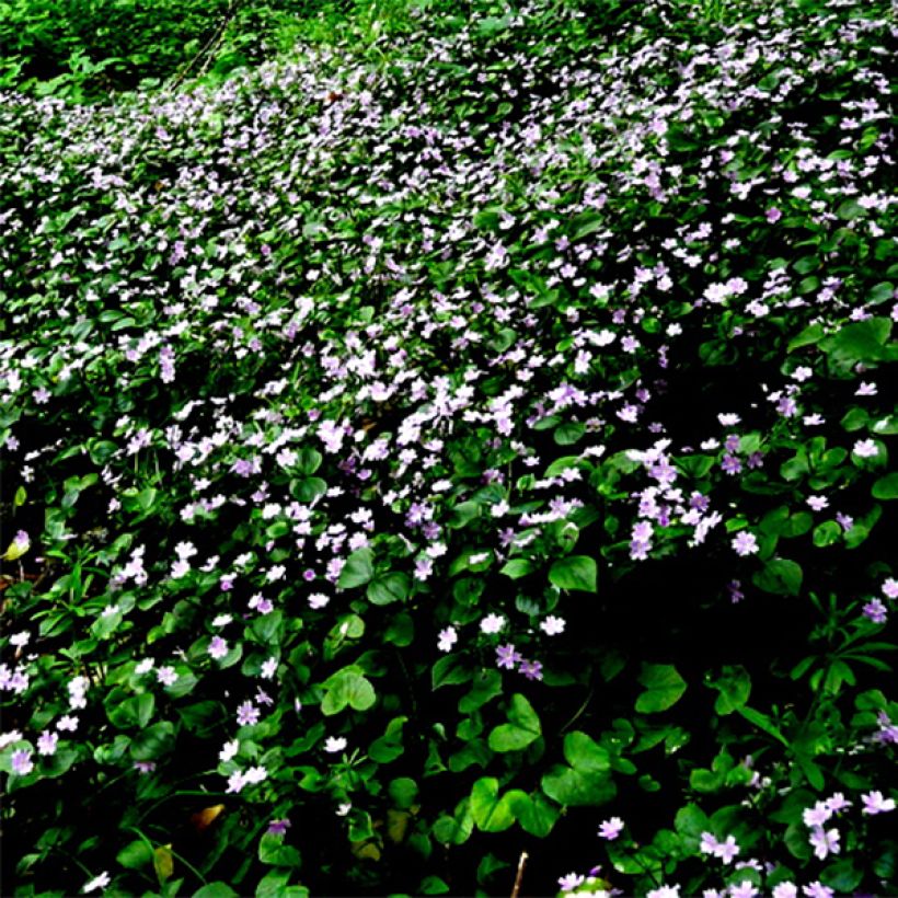 Claytonia sibirica (Flowering)