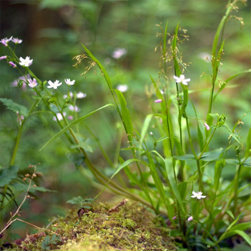 Claytonia sibirica (Plant habit)