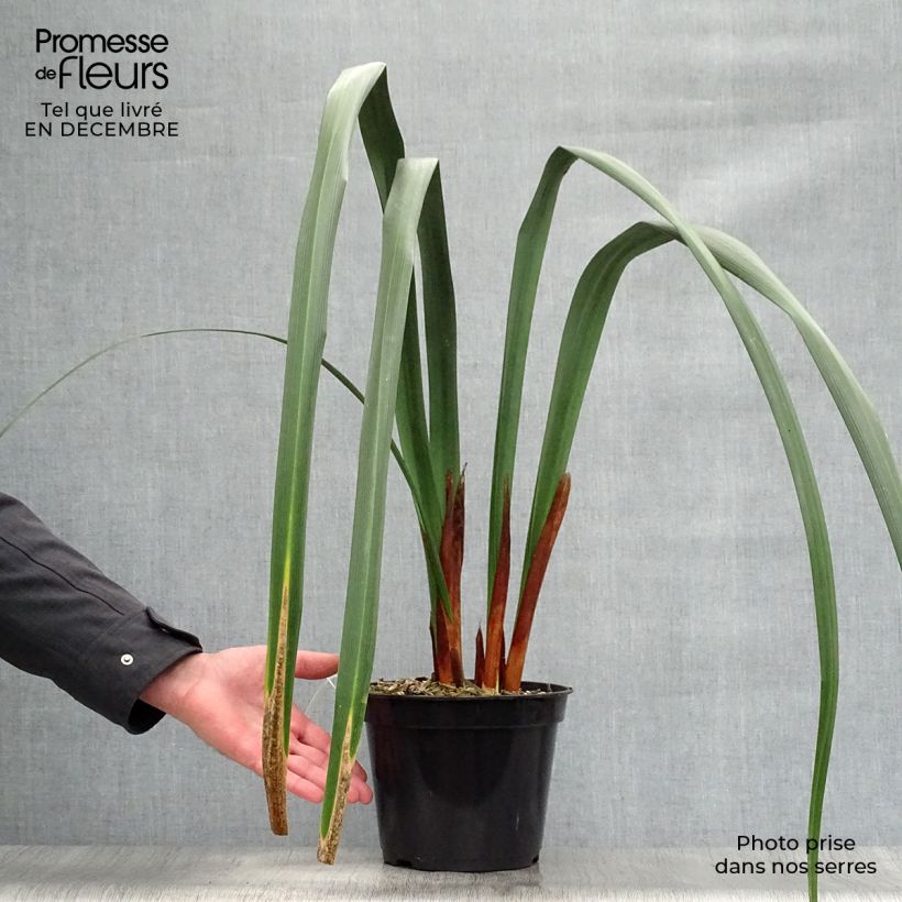 Moraea huttonii 4L/5L pot sample as delivered in winter
