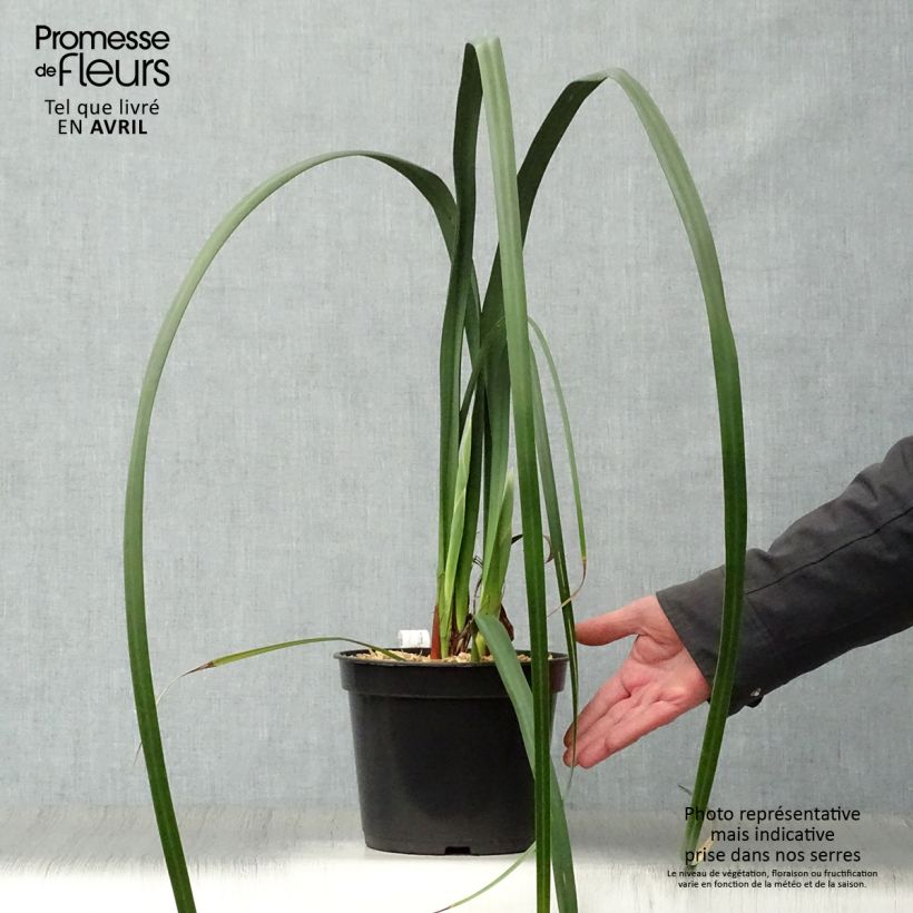 Moraea huttonii  Pot de 4L/5L sample as delivered in spring