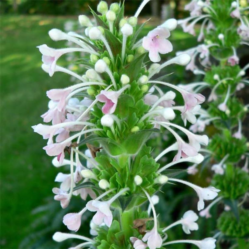 Morina longifolia (Flowering)