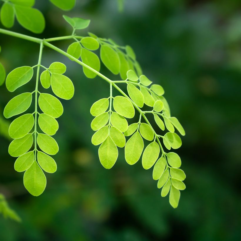 Moringa oleifera (Foliage)