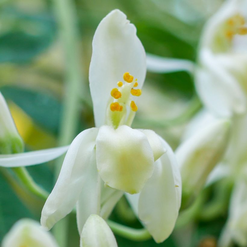 Moringa oleifera (Flowering)