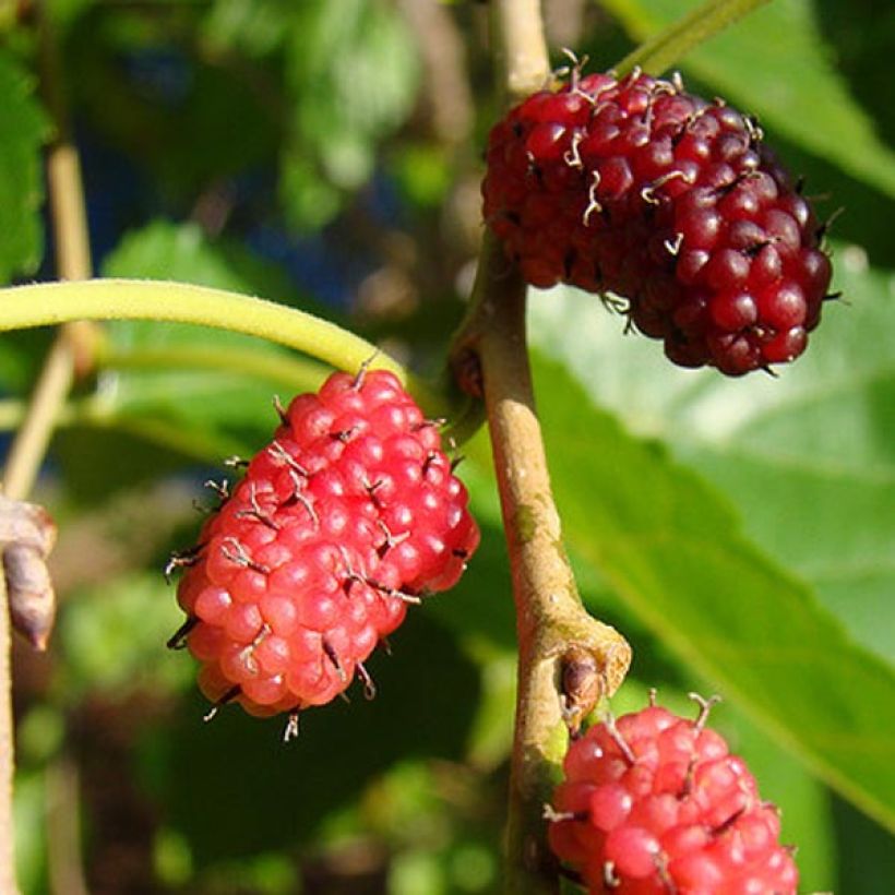 Morus alba - Mullberry (Harvest)