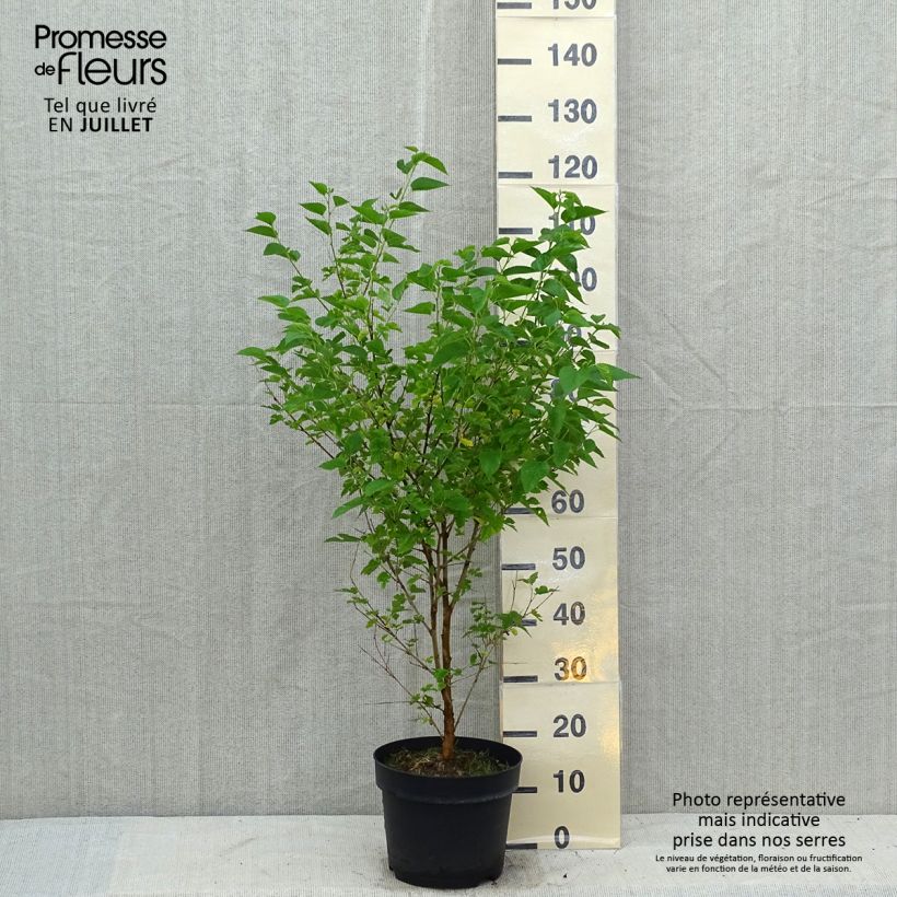 Morus alba - Mullberry 7.5L/10L pot sample as delivered in summer