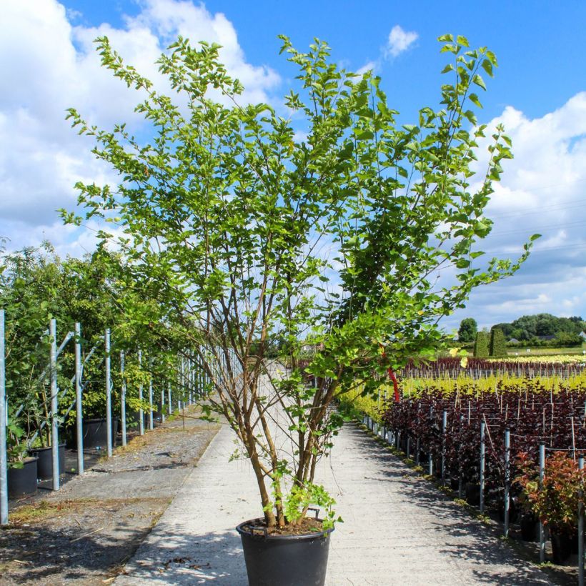 Morus alba - Mullberry sample as delivered in spring