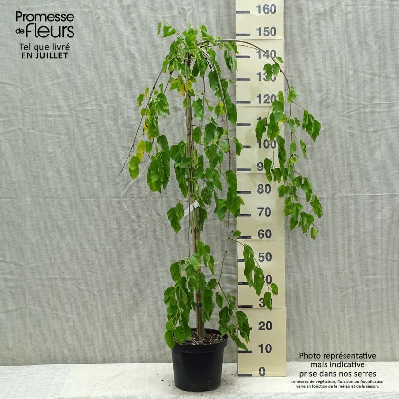 Morus alba Pendula - Mullberry 7.5L/10L pot sample as delivered in summer