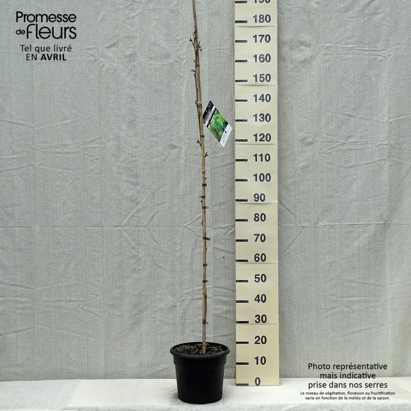 Morus kagayamae - Mullberry 7.5L/10L pot sample as delivered in spring
