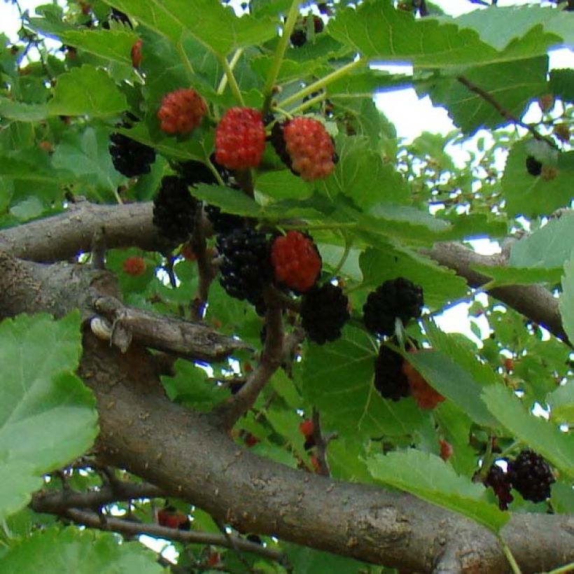 Morus nigra - Mullberry (Harvest)