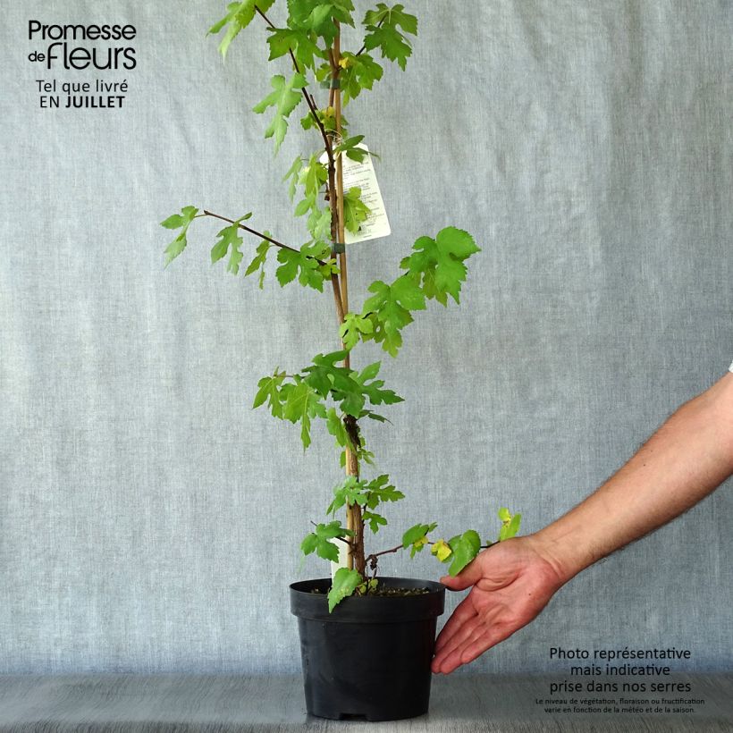 Morus nigra - Mullberry 1.5L/2L pot sample as delivered in summer