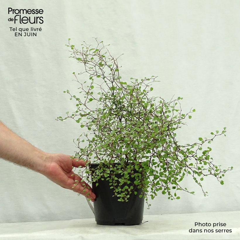 Muehlenbeckia astonii 3L/4L pot sample as delivered in summer