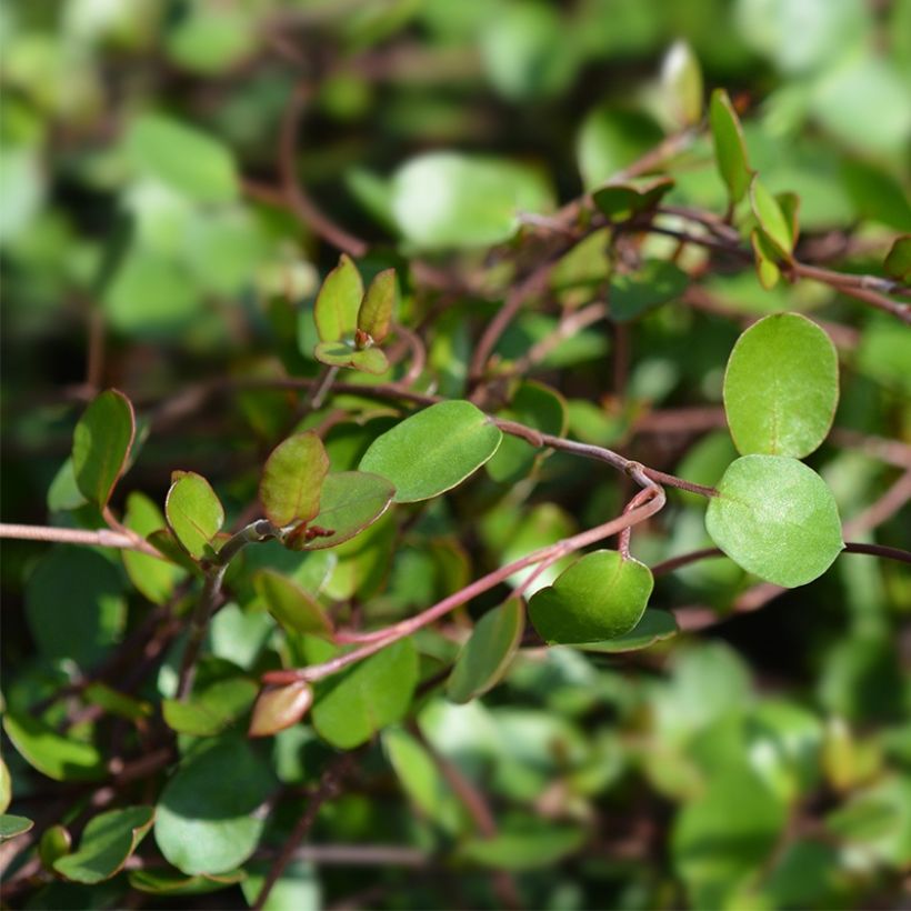 Muehlenbeckia complexa Sealand Compact - Maidenhair Vine (Foliage)