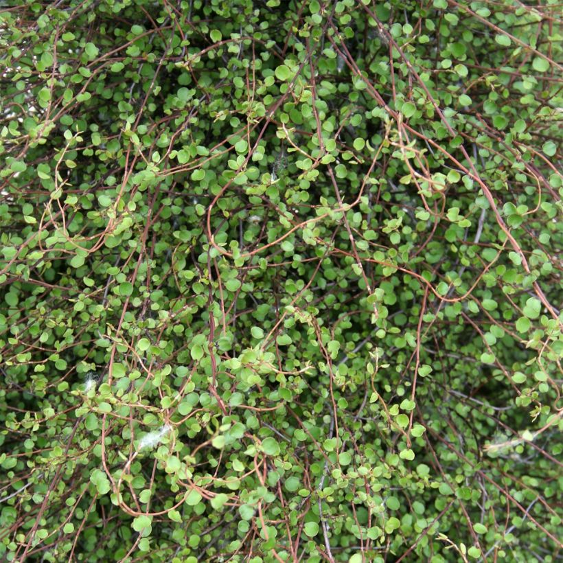 Muehlenbeckia complexa - Maidenhair Vine (Foliage)