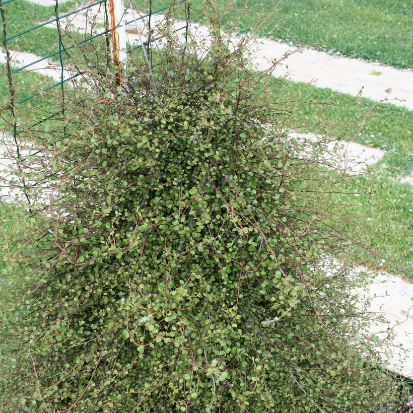 Muehlenbeckia complexa - Maidenhair Vine (Plant habit)