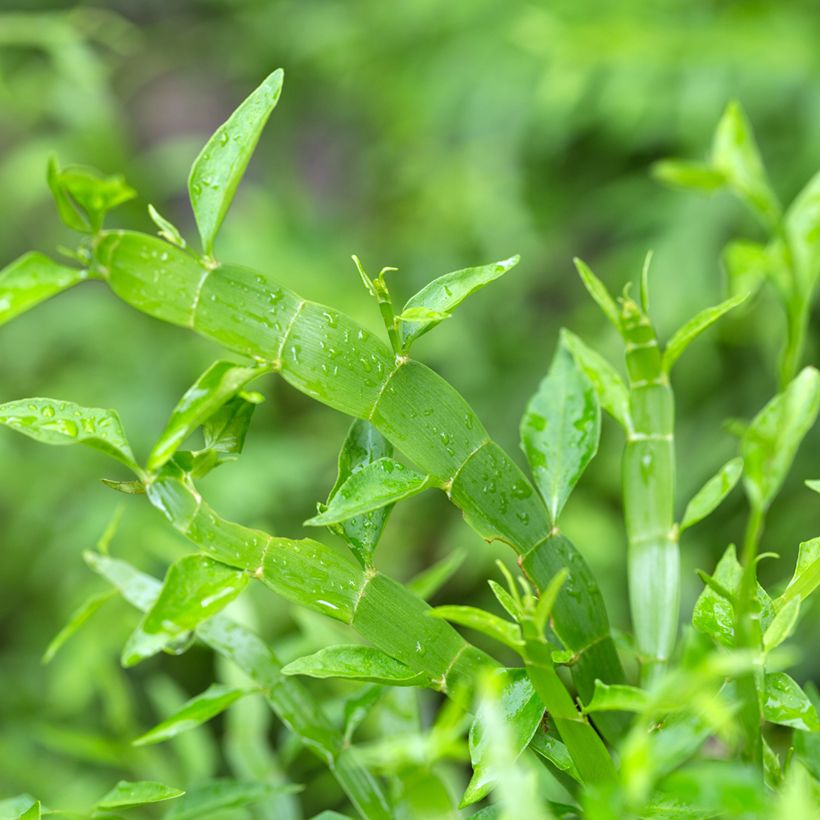 Muehlenbeckia platyclada (Foliage)