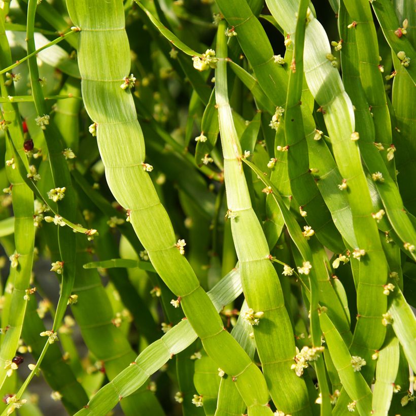 Muehlenbeckia platyclada (Flowering)