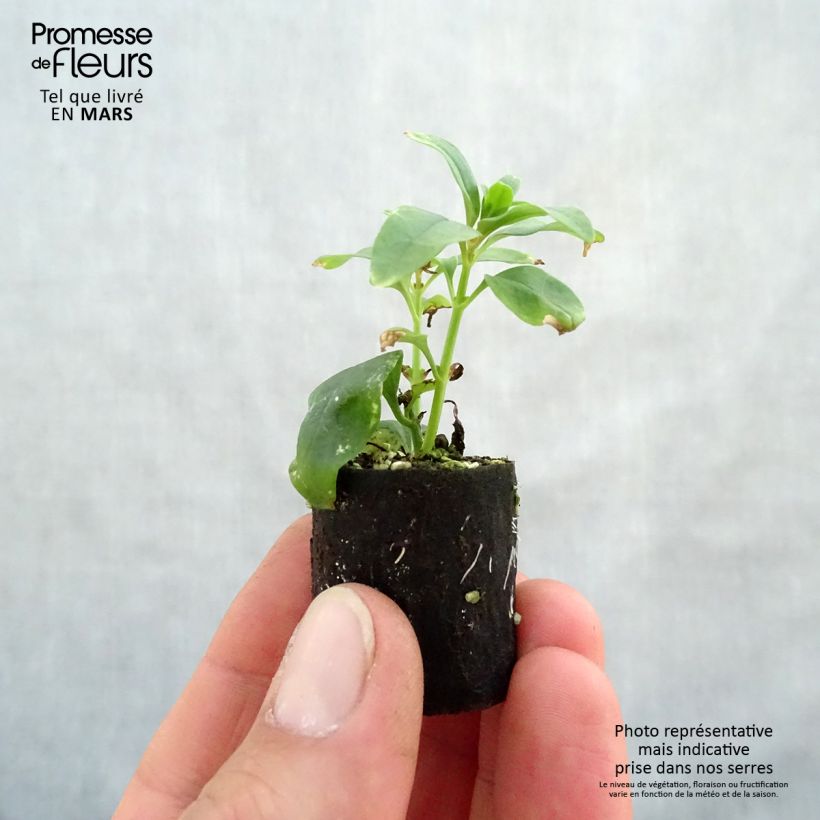 Antirrhinum majus Fruit Salad Up Apricot Plug plant 3/4cm sample as delivered in spring