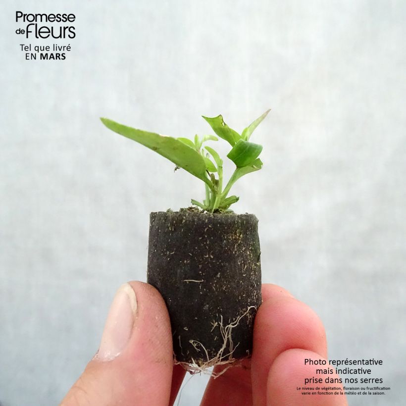Antirrhinum majus Fruit Salad Up Purple Plug plant 3/4cm sample as delivered in spring