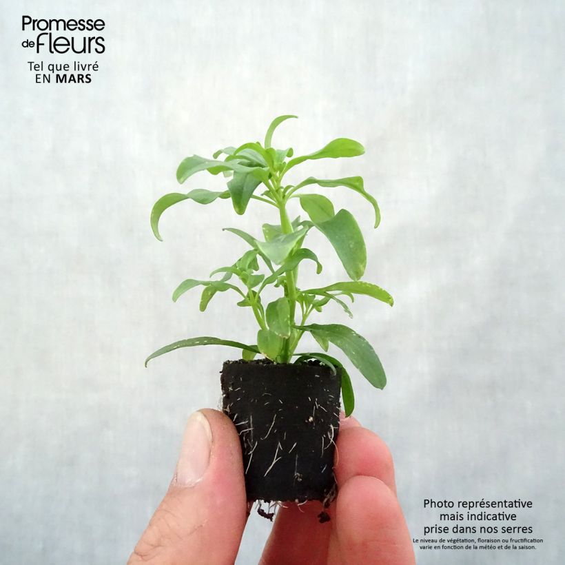 Antirrhinum majus Fruit Salad Up Yellow Plug plant 3/4cm sample as delivered in spring