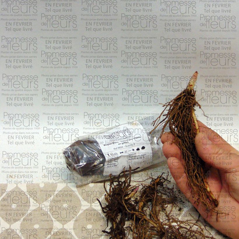 Example of Convallaria majalis - Lily of the Valley Bulb specimen as delivered