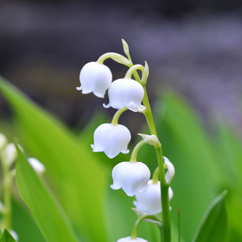 Convallaria majalis - Lily of the Valley (Flowering)