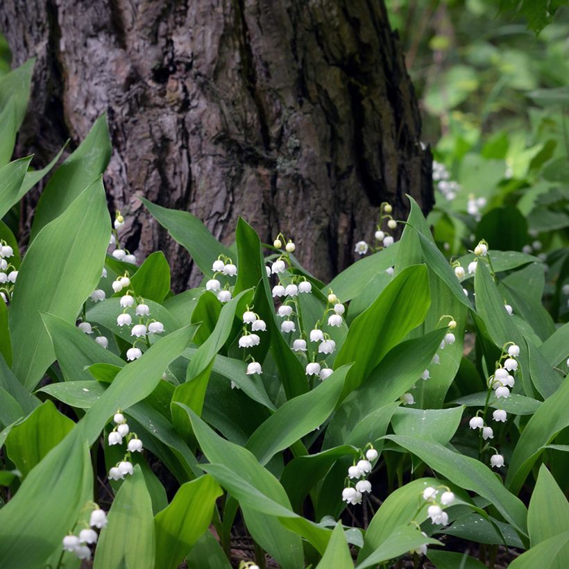 Convallaria majalis - Lily of the Valley (Plant habit)
