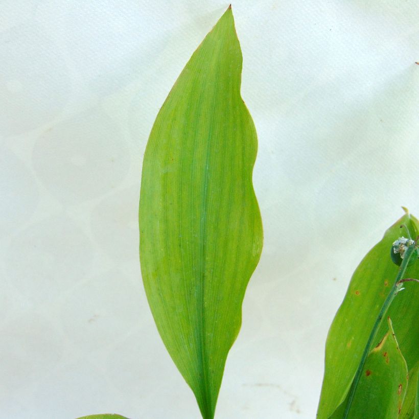 Convallaria majalis var. rosea - Lily of the Valley (Foliage)