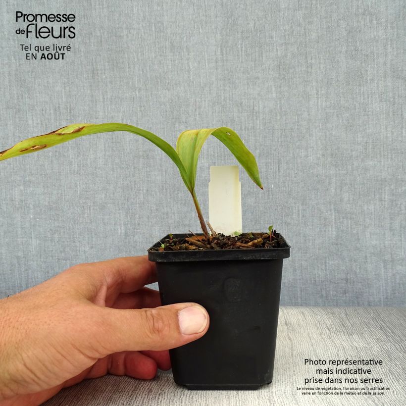Convallaria majalis var. rosea - Lily of the Valley 8/9 cm pot sample as delivered in summer