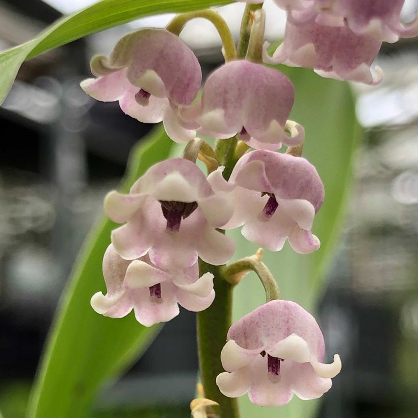 Convallaria majalis var. rosea - Lily of the Valley (Flowering)