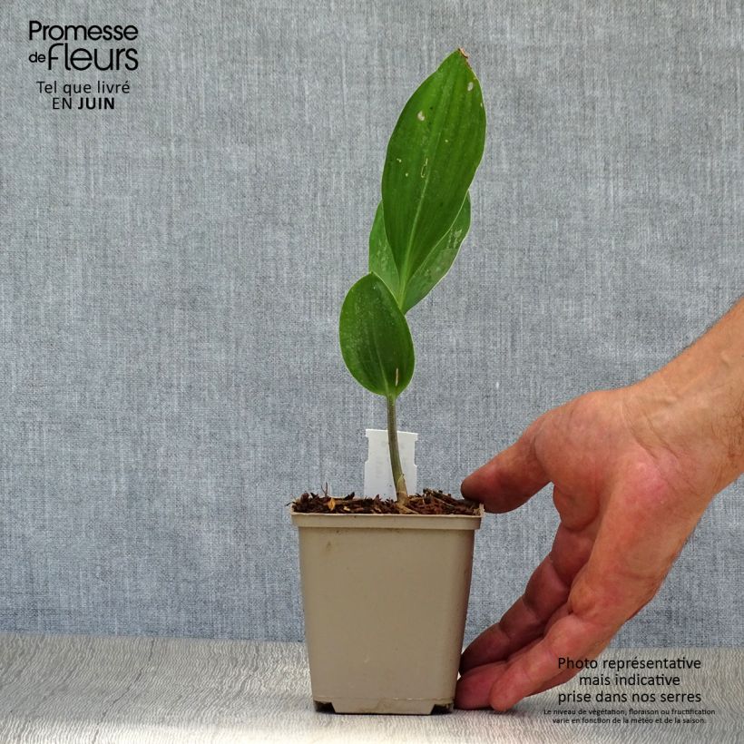 Convallaria majalis Doreen - Lily of the Valley 8/9 cm pot sample as delivered in summer