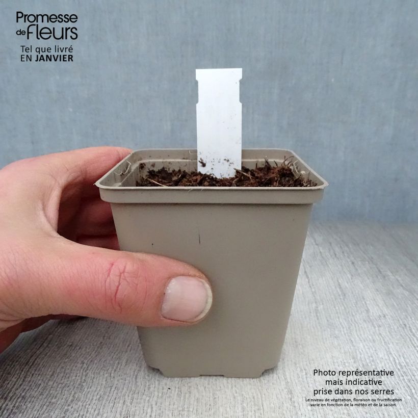 Convallaria majalis Bridal Choice - Lily of the Valley 8/9 cm pot sample as delivered in winter