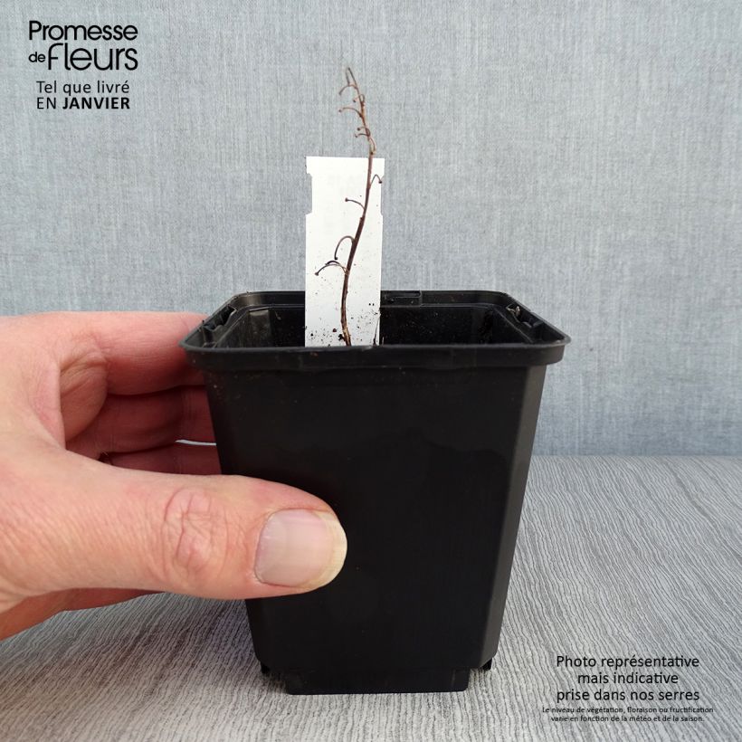 Convallaria majalis Albostriata - Lily of the Valley 8/9 cm pot sample as delivered in winter
