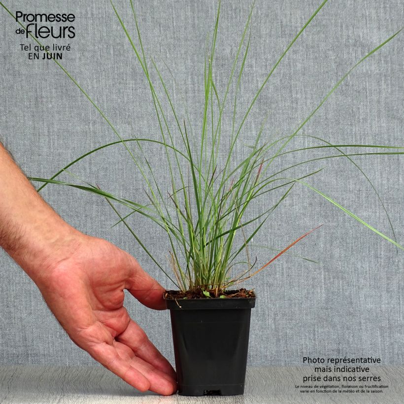 Muhlenbergia capillaris 8/9 cm pot sample as delivered in summer
